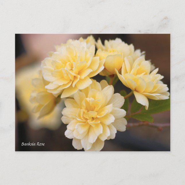Postal Rosa Banksia [Tarjeta postal] (Anverso)
