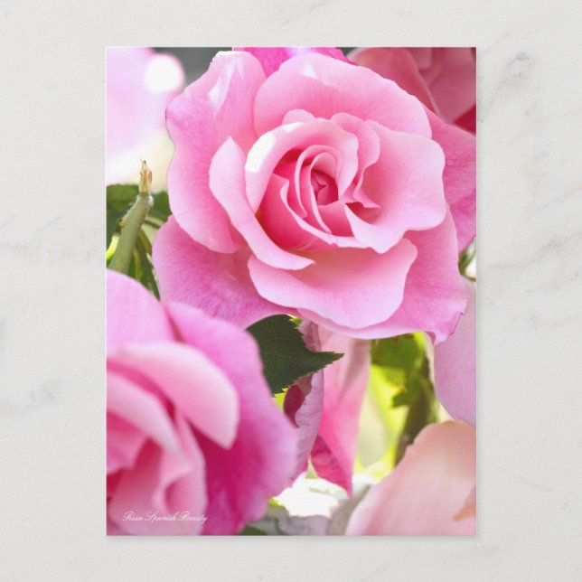 Postal Rosa Belleza Española [Postal] (Anverso)