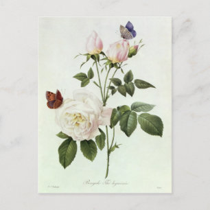 Postal Rosa: Bengale the Hymenes