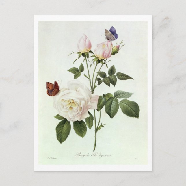 Postal Rosa: Bengale the Hymenes, de 'Les Rosas (Anverso)