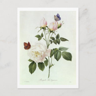 Postal Rosa: Bengale the Hymenes, de 'Les Rosas