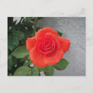 Postal Rosa besada por la lluvia