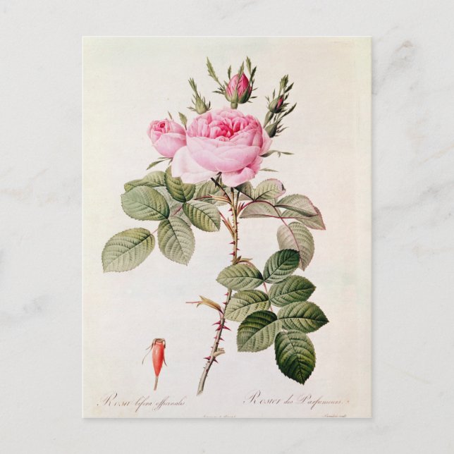 Postal Rosa Bifera Officinalis, de 'Les Rosas (Anverso)