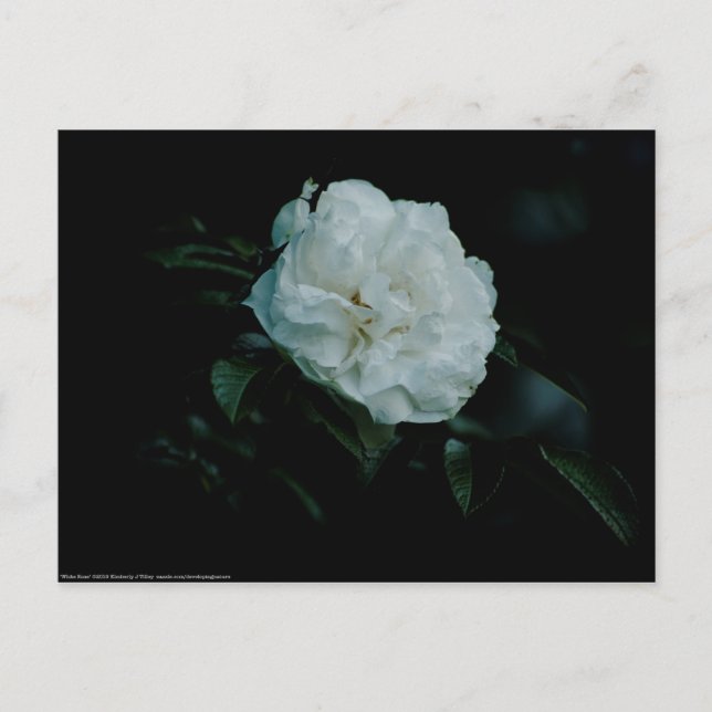Postal Rosa blanca (Anverso)
