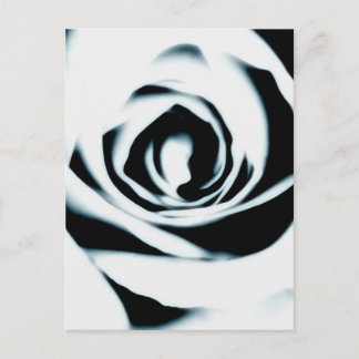 Postal rosa blanca