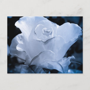 Postal Rosa blanca