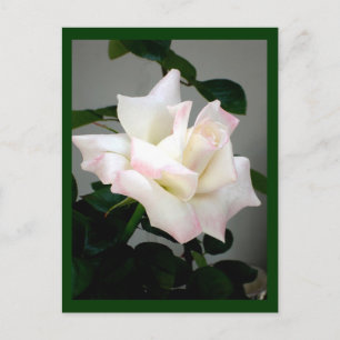 Postal rosa blanca