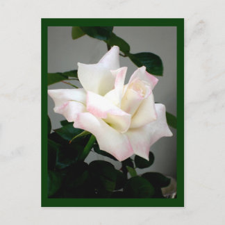 Postal rosa blanca