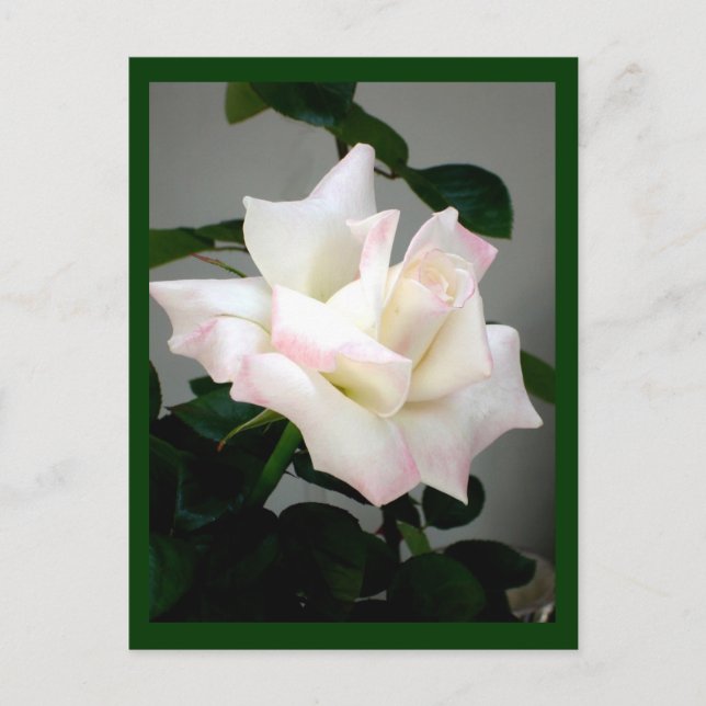 Postal rosa blanca (Anverso)