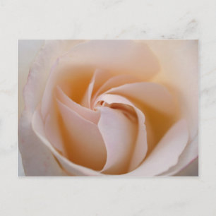 Postal Rosa blanca