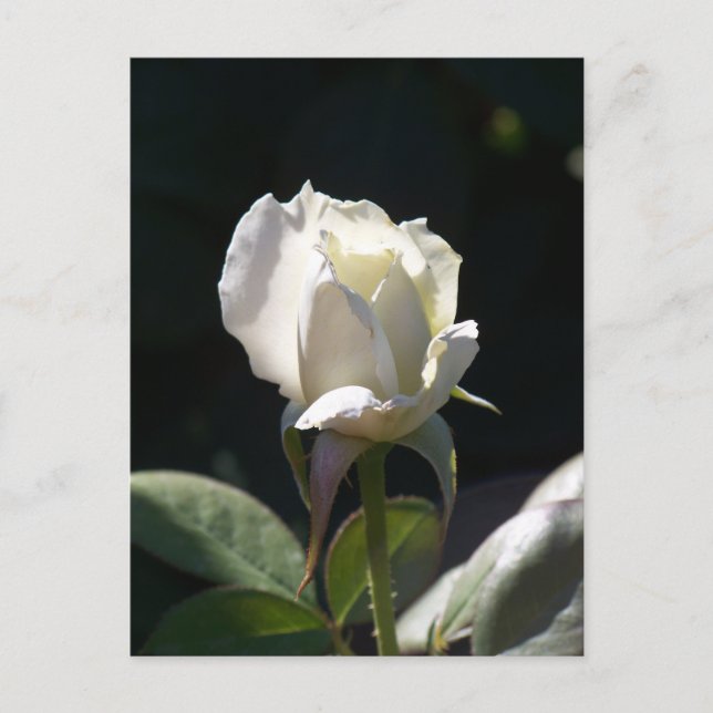 Postal Rosa blanca (Anverso)