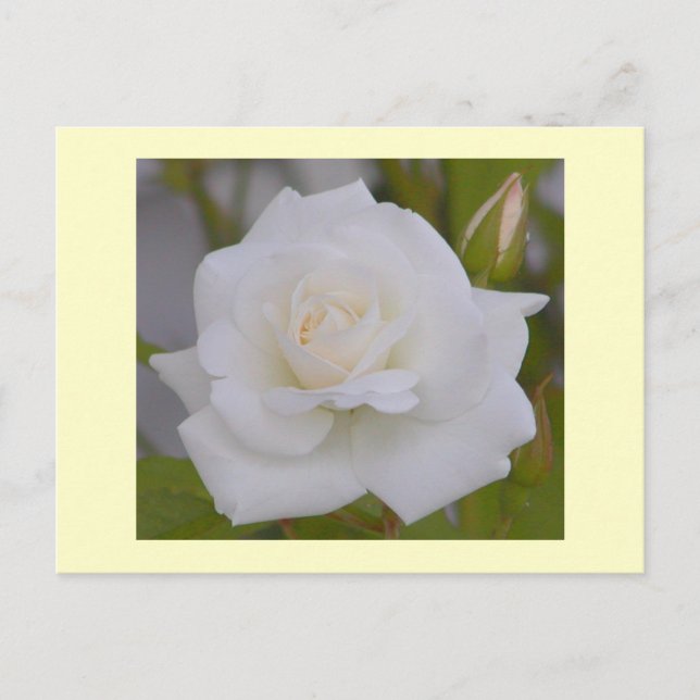 Postal Rosa blanca (Anverso)