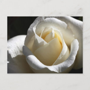 Postal rosa blanca