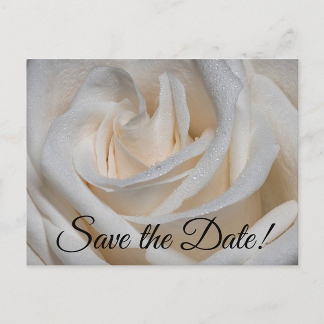 Postal Rosa blanca 7127 con dew (Anverso)