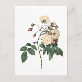 Postal Rosa Blanca Botánica