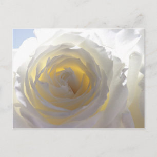 Postal Rosa Blanca Elegante