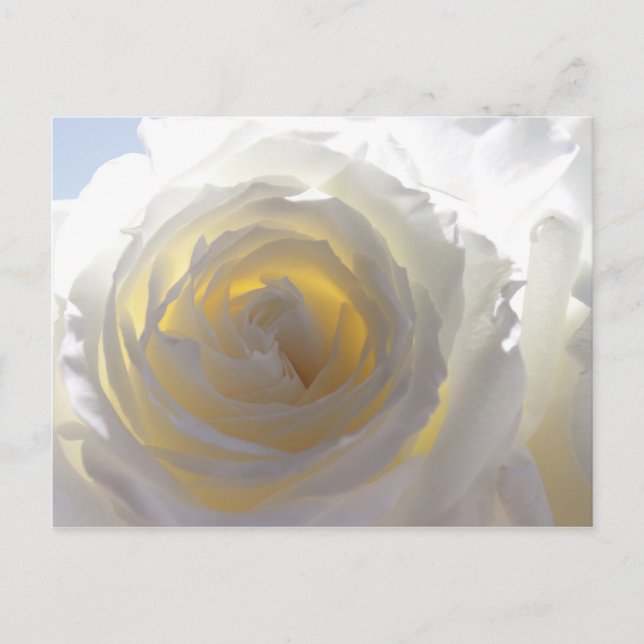 Postal Rosa Blanca Elegante (Anverso)