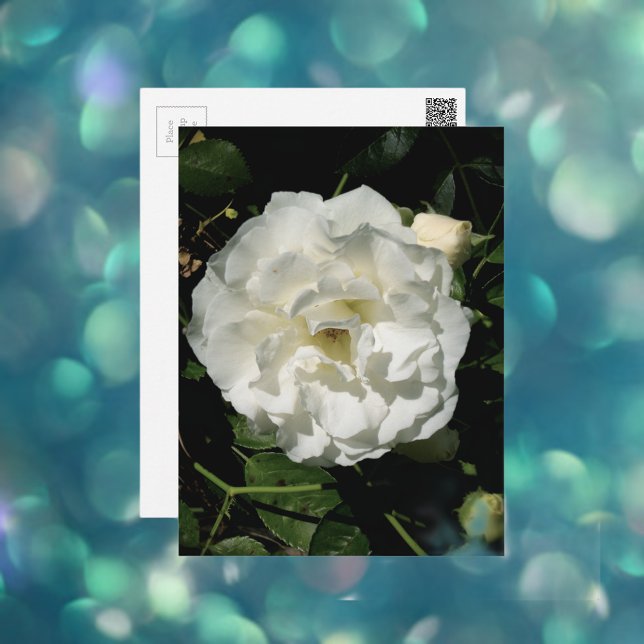 Postal Rosa Blanca Innocent (Subido por el creador)