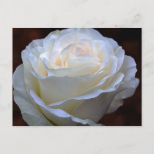 Postal Rosa Blanca Maravillosa