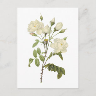 Postal rosa blanca (Rosa campanulata alba) por Redouté