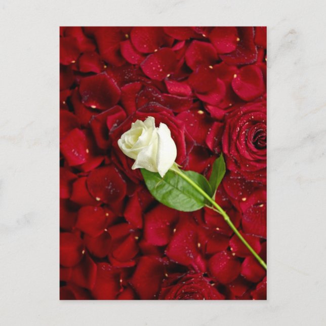 Postal Rosa Blanca Sobre Pétalos Rojos (Anverso)