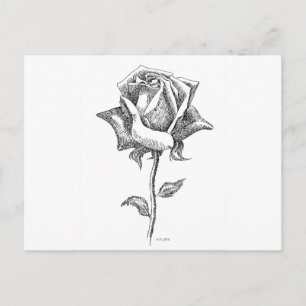 Postal Rosa blanca y negra