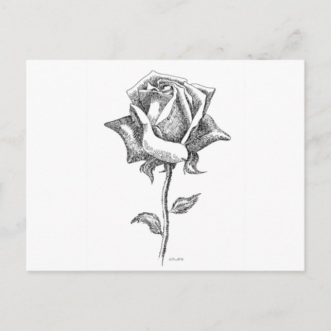 Postal Rosa blanca y negra (Anverso)