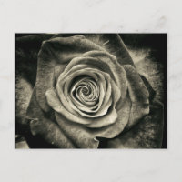 Rosa blanca y negra vintage