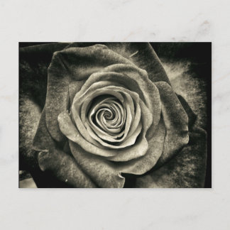 Postal Rosa blanca y negra vintage