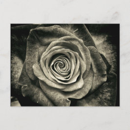 Postal Rosa blanca y negra vintage