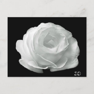 Postal Rosa Blanca Y Negro