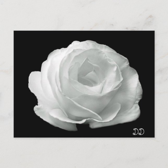 Postal Rosa Blanca Y Negro (Anverso)