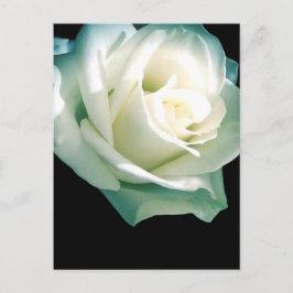 Postal Rosa blanco