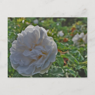 Postal Rosa blanco