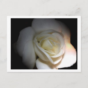 Postal rosa blanco