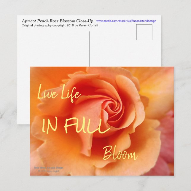 Postal Rosa Blossom / Apricot Peach / Close-Up Photo (Anverso / Reverso)