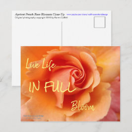 Postal Rosa Blossom / Apricot Peach / Close-Up Photo