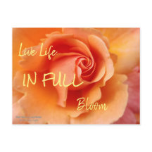 Rosa Blossom / Apricot Peach / Close-Up Photo