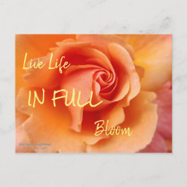 Postal Rosa Blossom / Apricot Peach / Close-Up Photo