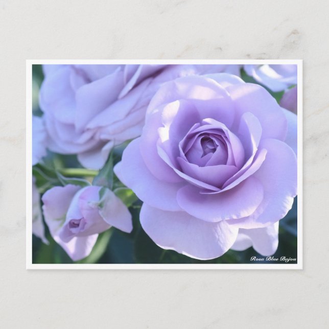 Postal Rosa Blue Bajou (Anverso)
