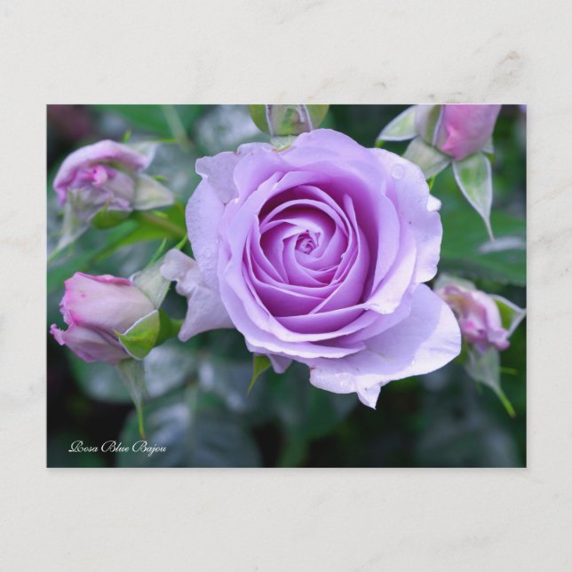 Postal Rosa Blue Bajou [Postal] (Anverso)