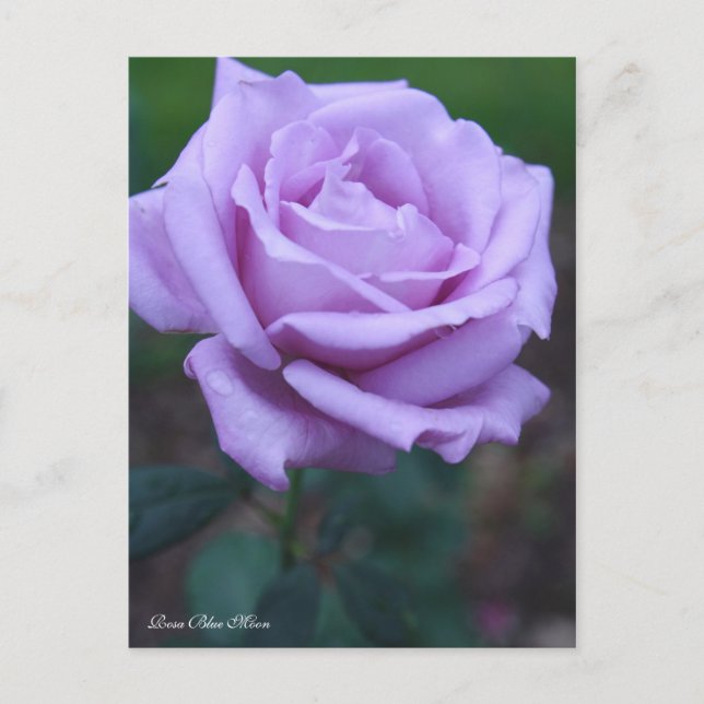 Postal Rosa Blue Moon [Postcard] (Anverso)
