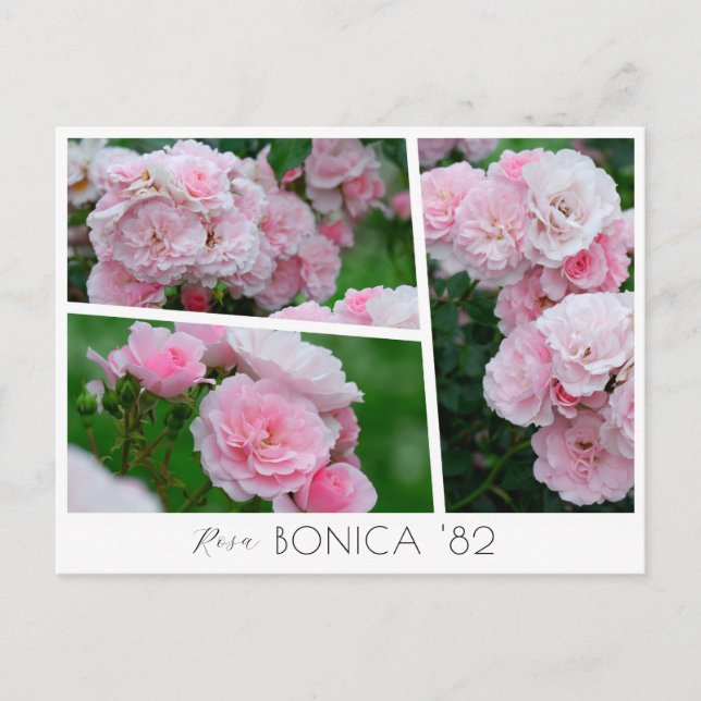 Postal  Rosa Bonica '82 (Anverso)