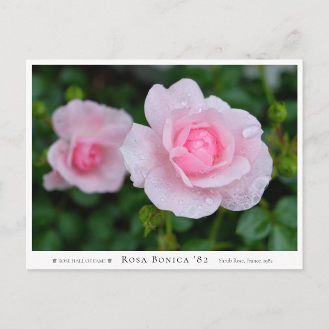Postal Rosa Bonica '82 (Anverso)