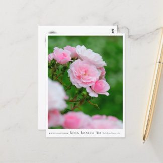 Postal Rosa Bonica '82