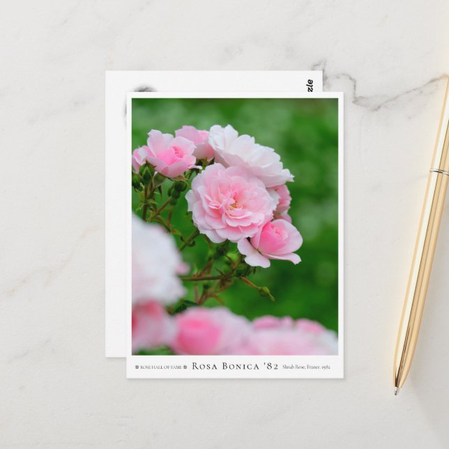 Postal Rosa Bonica '82 (Anverso/Reverso In Situ)