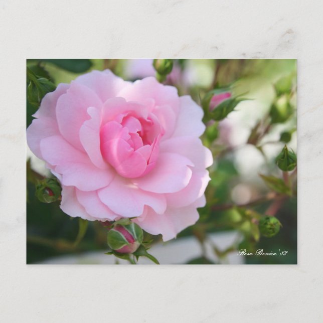 Postal Rosa Bonica '82:Postcard (Anverso)