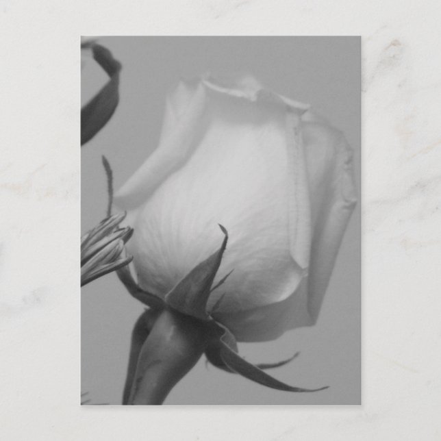 Postal Rosa bonito (Anverso)