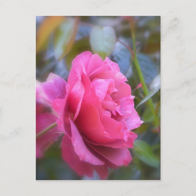 Postal Rosa bonito (Anverso)