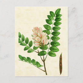 Postal Rosa botánico vintage florido árbol de langosta